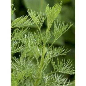 armoise kola, Artemisia abrotanum Maritima, plante aromatique